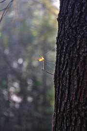 Fotografia da espécie Liquidambar orientalis