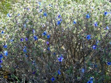 Fotografia da espécie Lithodora fruticosa