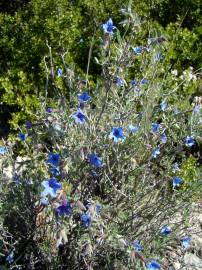 Fotografia da espécie Lithodora fruticosa