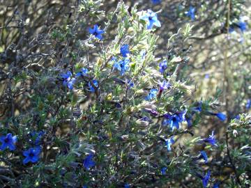 Fotografia da espécie Lithodora fruticosa