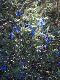 Fotografia da espécie Lithodora fruticosa