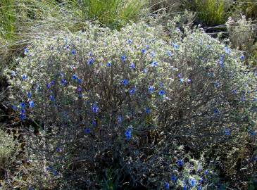 Fotografia da espécie Lithodora fruticosa