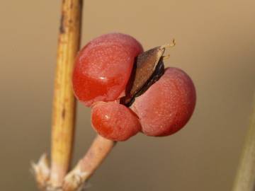 Fotografia da espécie Ephedra distachya subesp. distachya