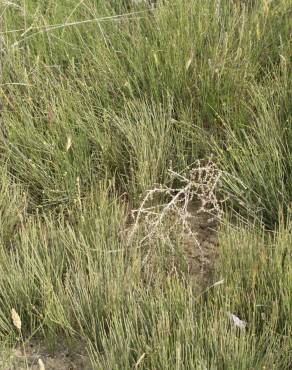 Fotografia 3 da espécie Ephedra distachya subesp. distachya no Jardim Botânico UTAD