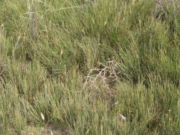 Fotografia da espécie Ephedra distachya subesp. distachya