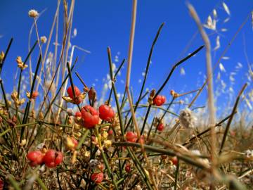 Fotografia da espécie Ephedra distachya subesp. distachya