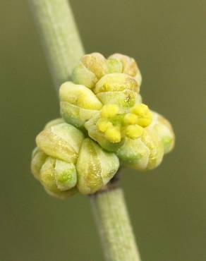 Fotografia 5 da espécie Ephedra distachya subesp. distachya no Jardim Botânico UTAD