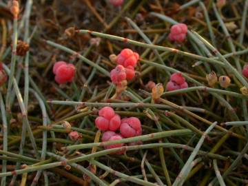 Fotografia da espécie Ephedra distachya subesp. distachya