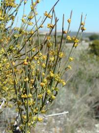 Fotografia da espécie Ephedra fragilis subesp. fragilis