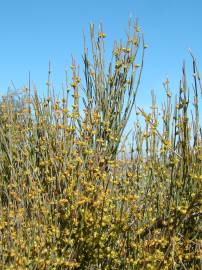 Fotografia da espécie Ephedra fragilis subesp. fragilis