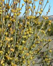 Fotografia da espécie Ephedra fragilis