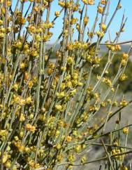 Ephedra fragilis subesp. fragilis