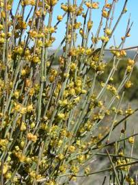 Fotografia da espécie Ephedra fragilis subesp. fragilis