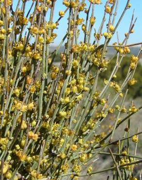 Fotografia 1 da espécie Ephedra fragilis subesp. fragilis no Jardim Botânico UTAD