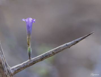 Fotografia da espécie Lycium intricatum