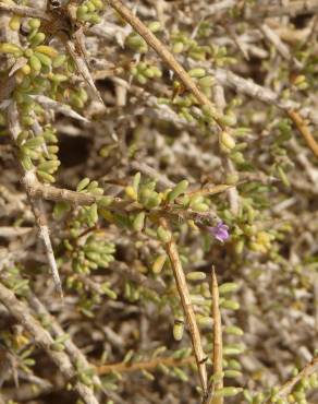 Fotografia 13 da espécie Lycium intricatum no Jardim Botânico UTAD