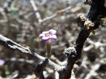 Fotografia da espécie Lycium intricatum