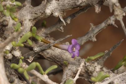 Fotografia da espécie Lycium intricatum