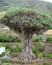 Fotografia da espécie Dracaena draco