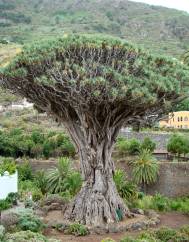 Dracaena draco