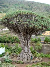 Fotografia da espécie Dracaena draco