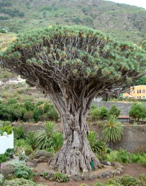 Fotografia 1 da espécie Dracaena draco no Jardim Botânico UTAD