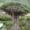 Fotografia 1 da espécie Dracaena draco do Jardim Botânico UTAD