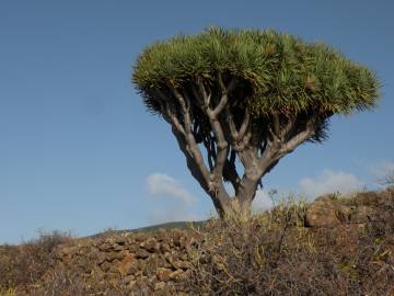 Fotografia da espécie Dracaena draco