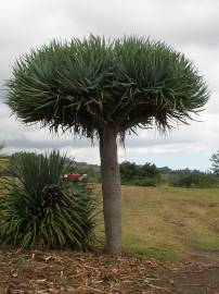 Fotografia da espécie Dracaena draco