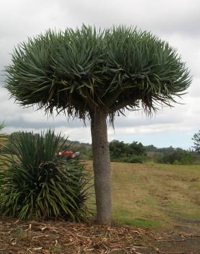 Fotografia 3 da espécie Dracaena draco no Jardim Botânico UTAD