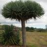 Fotografia 3 da espécie Dracaena draco do Jardim Botânico UTAD