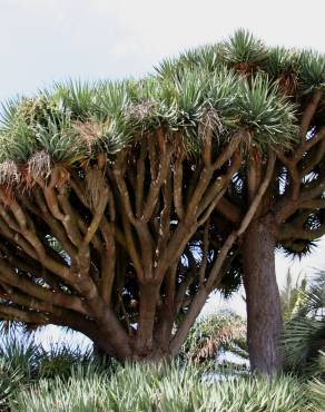 Fotografia 4 da espécie Dracaena draco no Jardim Botânico UTAD