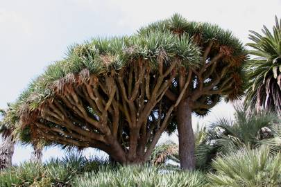 Fotografia da espécie Dracaena draco