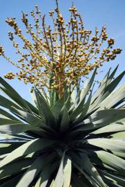 Fotografia da espécie Dracaena draco