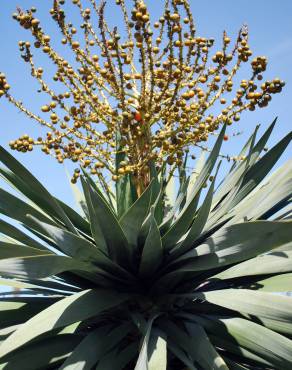 Fotografia 5 da espécie Dracaena draco no Jardim Botânico UTAD