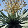 Fotografia 5 da espécie Dracaena draco do Jardim Botânico UTAD