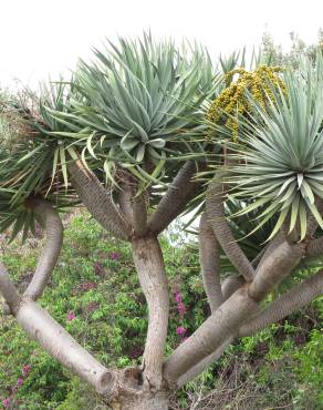 Fotografia 6 da espécie Dracaena draco no Jardim Botânico UTAD