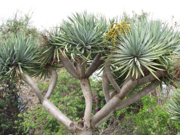 Fotografia da espécie Dracaena draco