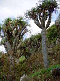 Fotografia da espécie Dracaena draco