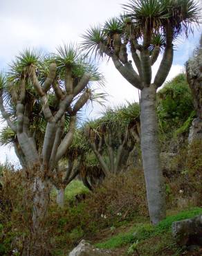 Fotografia 8 da espécie Dracaena draco no Jardim Botânico UTAD