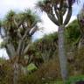 Fotografia 8 da espécie Dracaena draco do Jardim Botânico UTAD