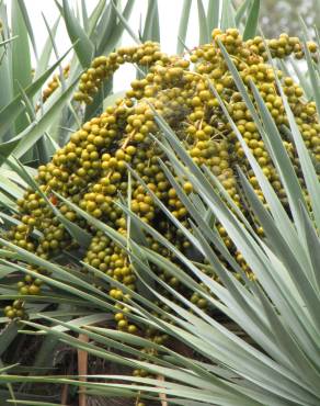 Fotografia 9 da espécie Dracaena draco no Jardim Botânico UTAD