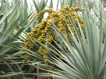 Fotografia da espécie Dracaena draco