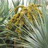 Fotografia 9 da espécie Dracaena draco do Jardim Botânico UTAD