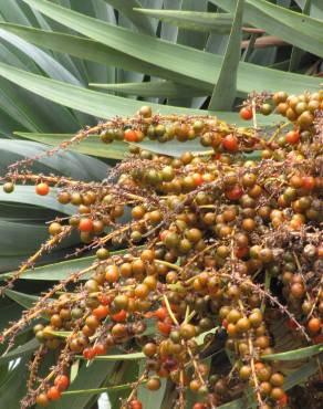 Fotografia 10 da espécie Dracaena draco no Jardim Botânico UTAD