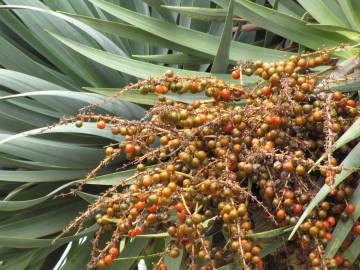 Fotografia da espécie Dracaena draco