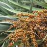 Fotografia 10 da espécie Dracaena draco do Jardim Botânico UTAD