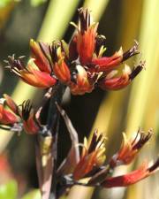 Fotografia da espécie Phormium colensoi