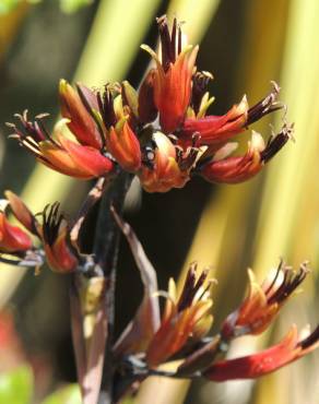 Fotografia 1 da espécie Phormium colensoi no Jardim Botânico UTAD