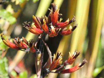 Fotografia da espécie Phormium colensoi